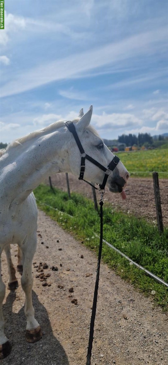 Bild 5: Liebevolle Reit-/Pflegebeteiligung gesucht für ruhige Stute 🐴