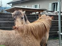 Stallhilfe Job auf Bio-Pferdehof mit Permakultur