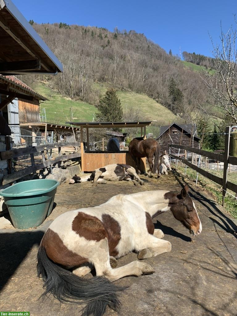 Bild 2: Fallschutzmatten und Boxenmatten / Stallmatten, sehr stabil