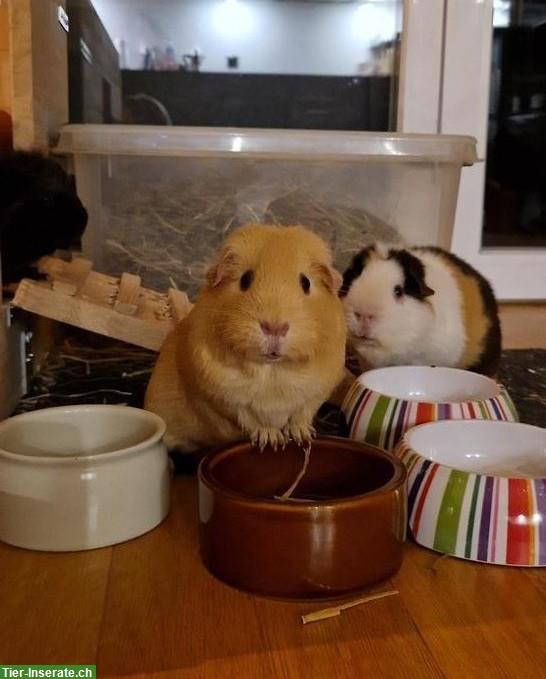 Meerschweinchen Weibchen, 1-jährig, mit Stammbaum