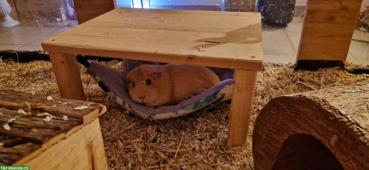 Bild 2: Meerschweinchen Weibchen, 1-jährig, mit Stammbaum