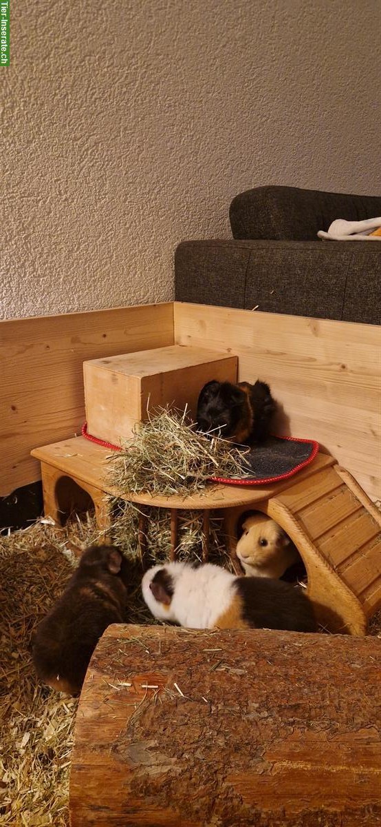 Bild 4: Meerschweinchen Weibchen, 1-jährig, mit Stammbaum