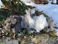 Junge Löwenkopf Zwergkaninchen suchen neues Zuhause