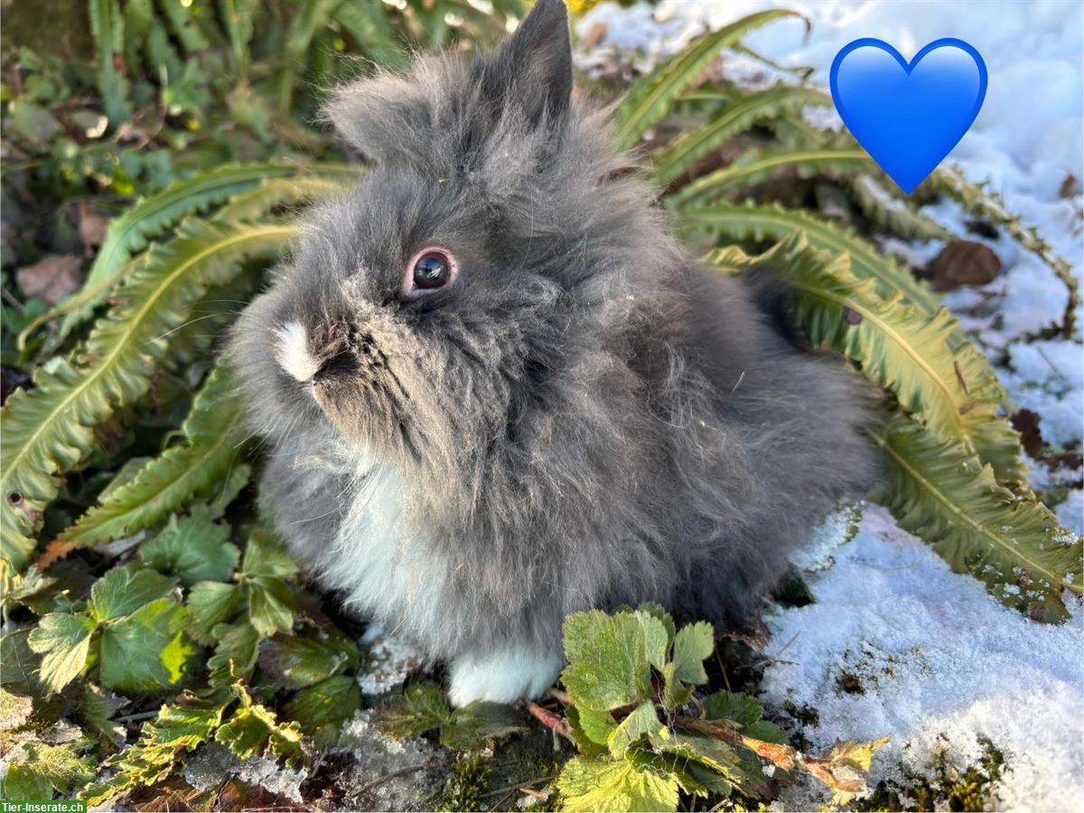 Bild 3: Junge Löwenkopf Zwergkaninchen suchen neues Zuhause
