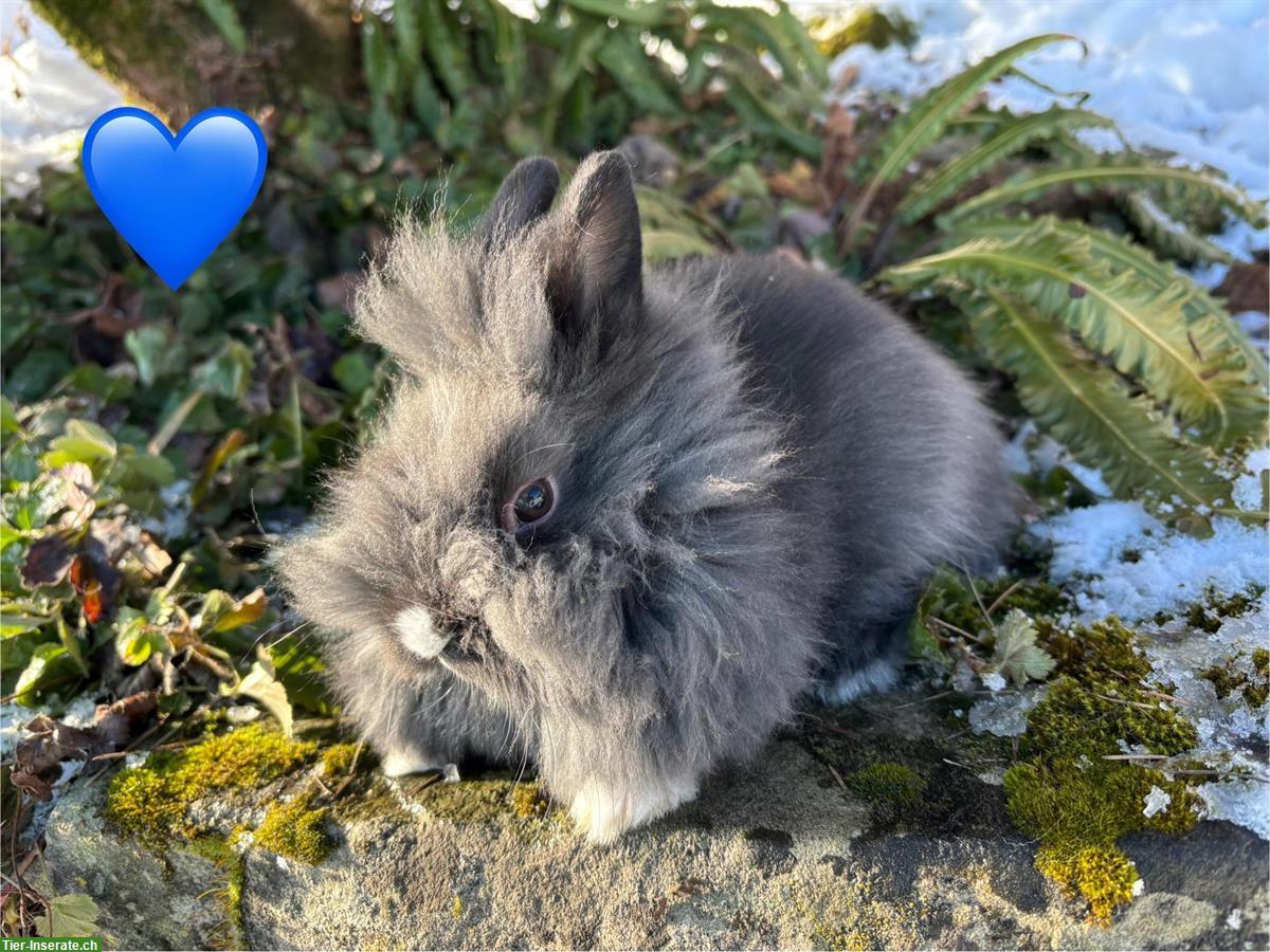 Bild 4: Junge Löwenkopf Zwergkaninchen suchen neues Zuhause