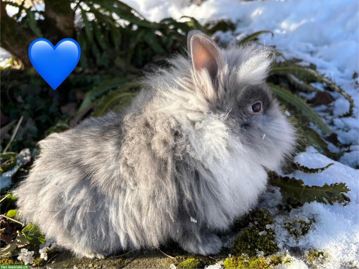 Bild 5: Junge Löwenkopf Zwergkaninchen suchen neues Zuhause