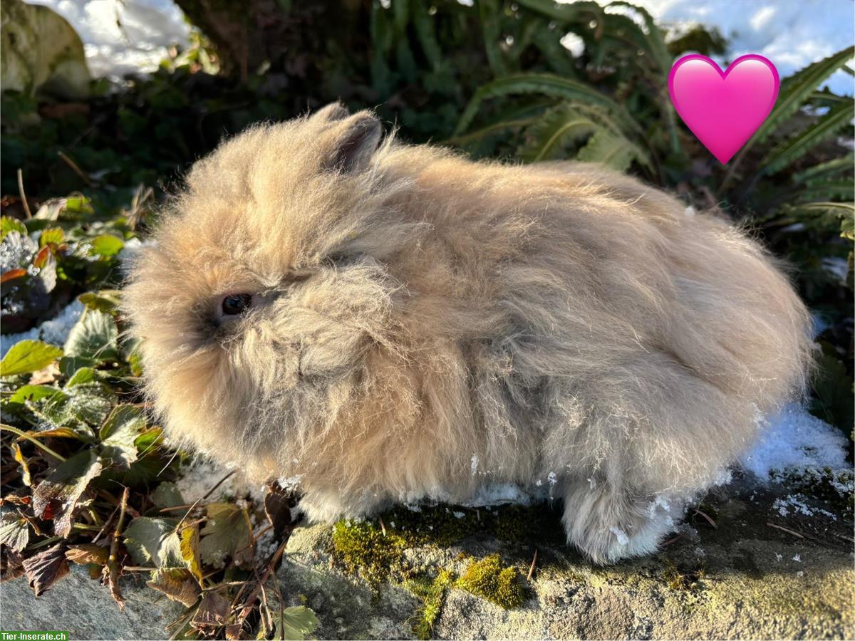 Bild 6: Junge Löwenkopf Zwergkaninchen suchen neues Zuhause