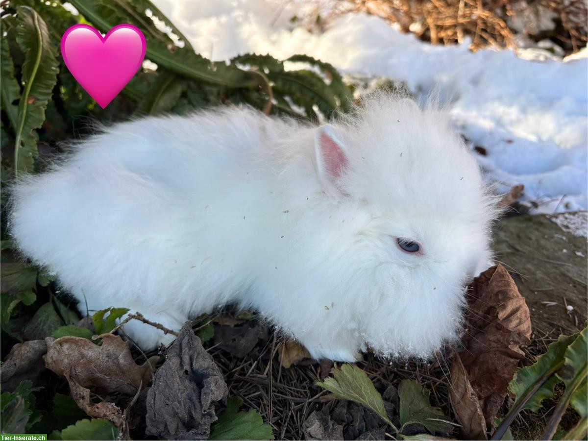 Bild 7: Junge Löwenkopf Zwergkaninchen suchen neues Zuhause