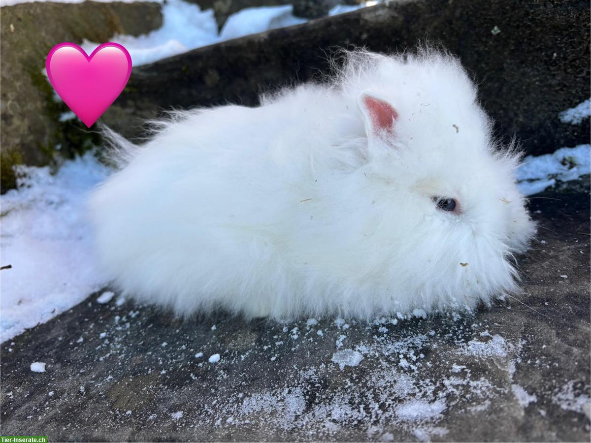 Bild 8: Junge Löwenkopf Zwergkaninchen suchen neues Zuhause