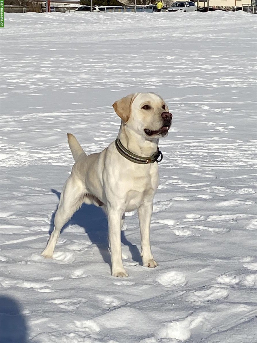 Lieber energetischer Labrador Rüde, reinrassig, 4 Jahre