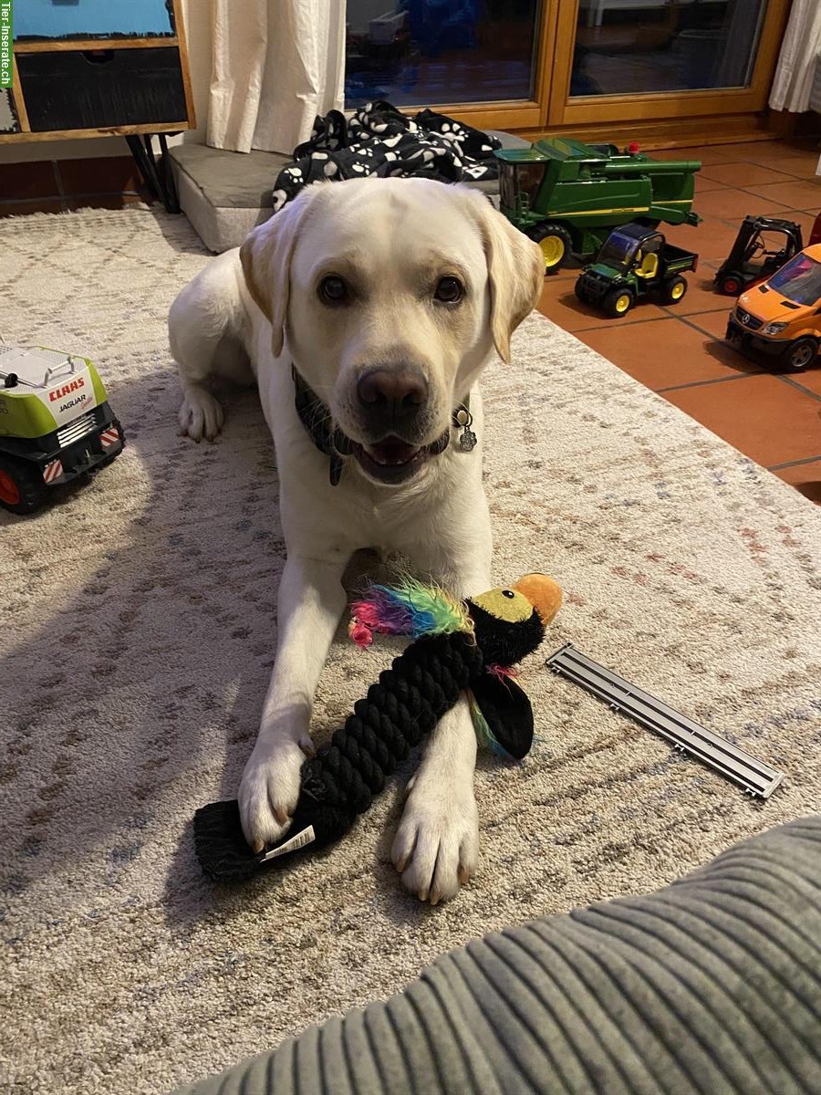 Bild 2: Lieber energetischer Labrador Rüde, reinrassig, 4 Jahre