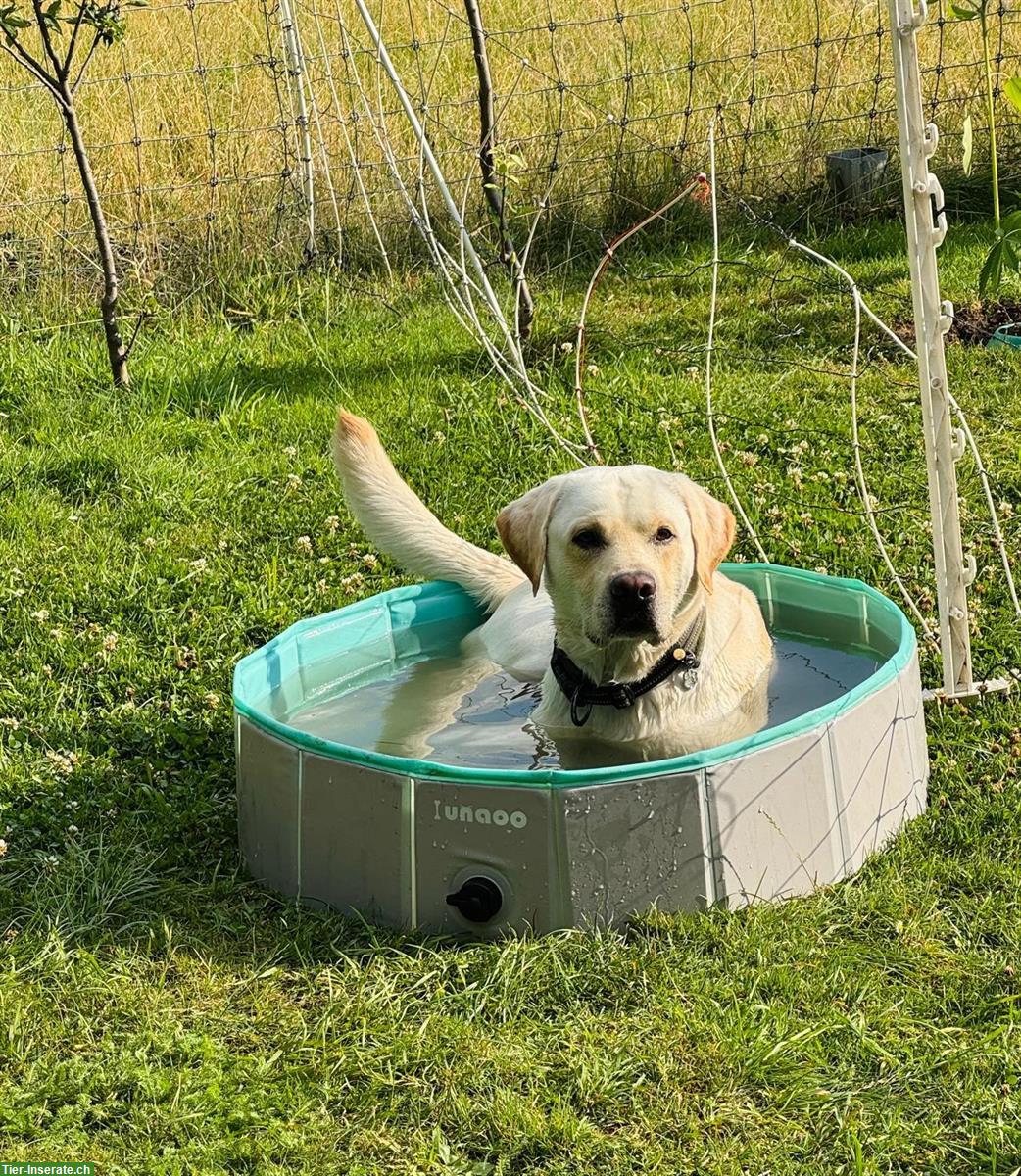Bild 3: Lieber energetischer Labrador Rüde, reinrassig, 4 Jahre