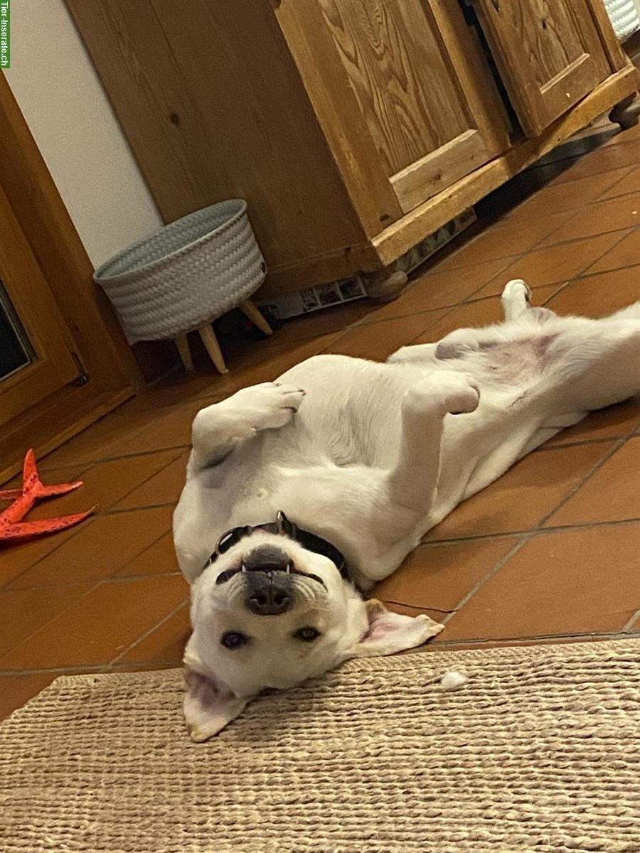 Bild 4: Lieber energetischer Labrador Rüde, reinrassig, 4 Jahre