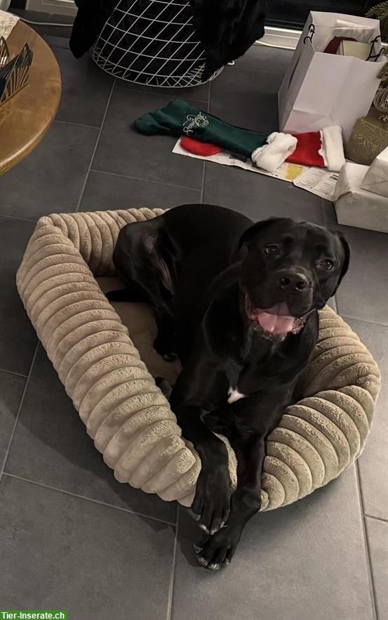 Cane Corso Hündin, 3½-jährig sucht ein Zuhause