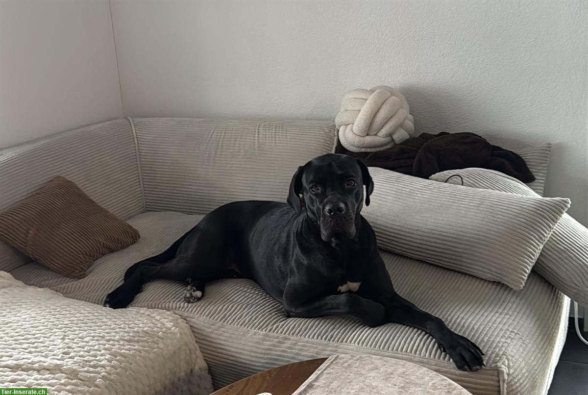 Bild 2: Cane Corso Hündin, 3½-jährig sucht ein Zuhause