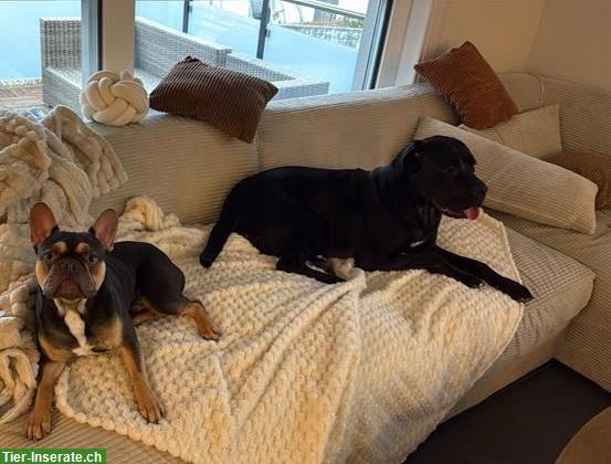 Bild 3: Cane Corso Hündin, 3½-jährig sucht ein Zuhause