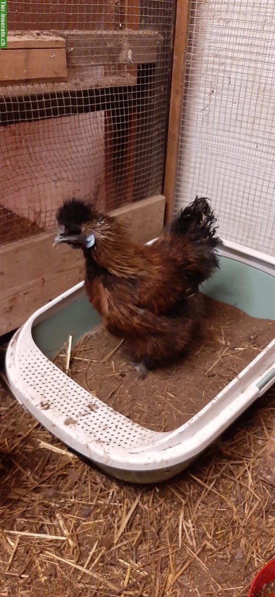 GRATIS: Junge Zwergseidenhähne abzugeben