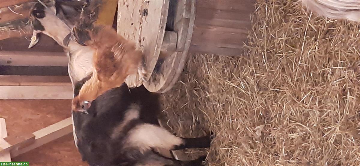 Bild 4: GRATIS: Junge Zwergseidenhähne abzugeben