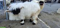 Schwarznasenschaf Widder 2.5-jährig Bio zu verkaufen