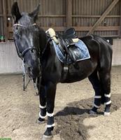 Erfahrene Reitbeteiligung für Wallach in Oftringen AG