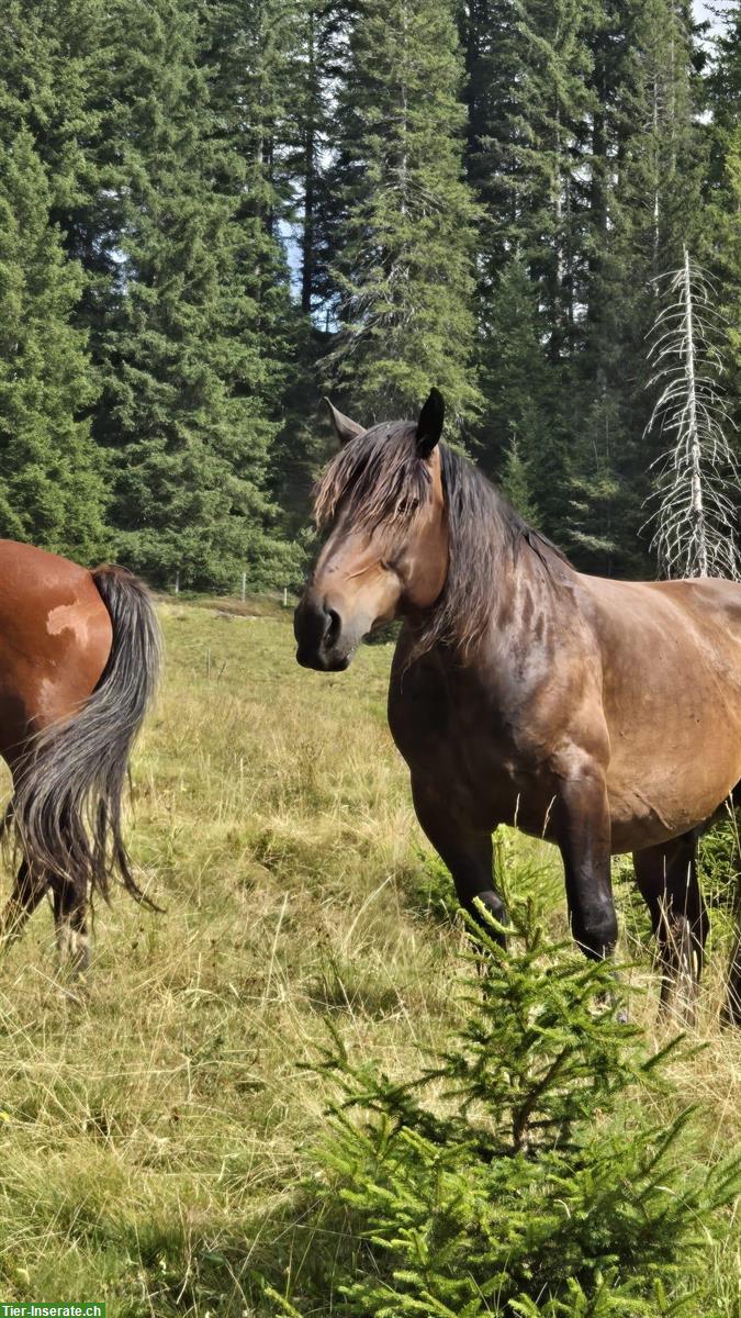 Bild 2: Freundlicher Noriker Wallach sucht seinen Herzensmenschen