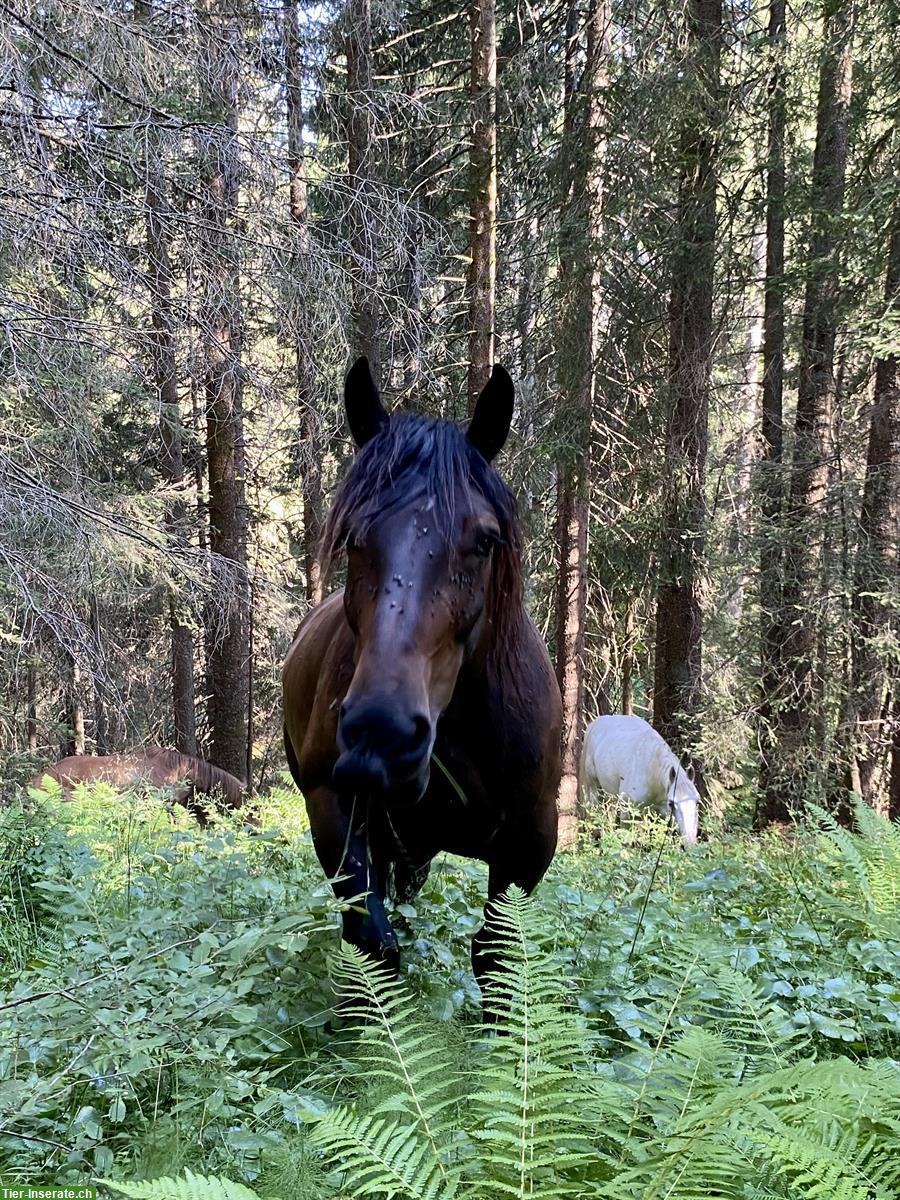 Bild 3: Freundlicher Noriker Wallach sucht seinen Herzensmenschen