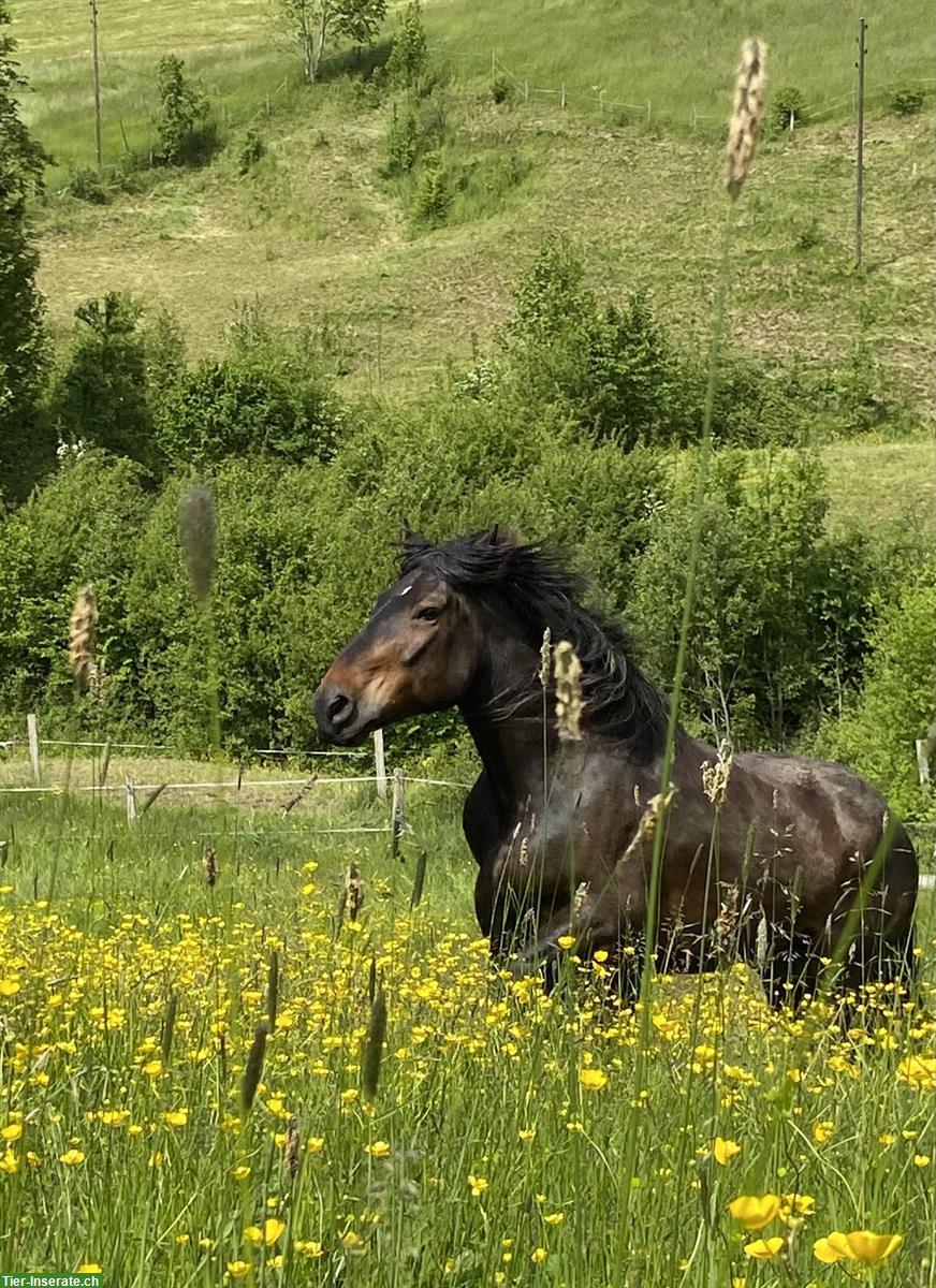 Bild 4: Freundlicher Noriker Wallach sucht seinen Herzensmenschen