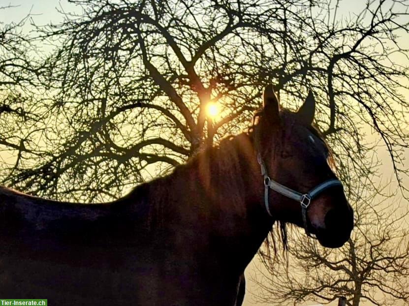 Bild 5: Freundlicher Noriker Wallach sucht seinen Herzensmenschen