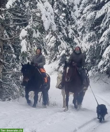 Bild 6: Freundlicher Noriker Wallach sucht seinen Herzensmenschen