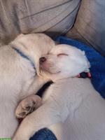 Labrador Retriever Welpen, weiss und schwarz