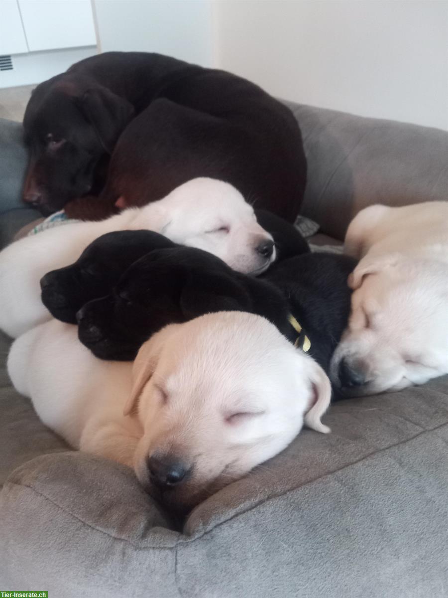 Bild 2: Labrador Retriever Welpen, weiss und schwarz