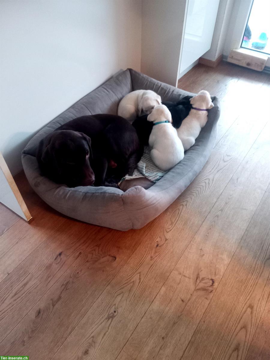 Bild 3: Labrador Retriever Welpen, weiss und schwarz