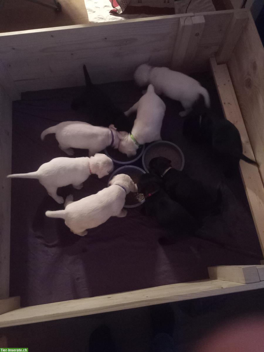 Bild 4: Labrador Retriever Welpen, weiss und schwarz