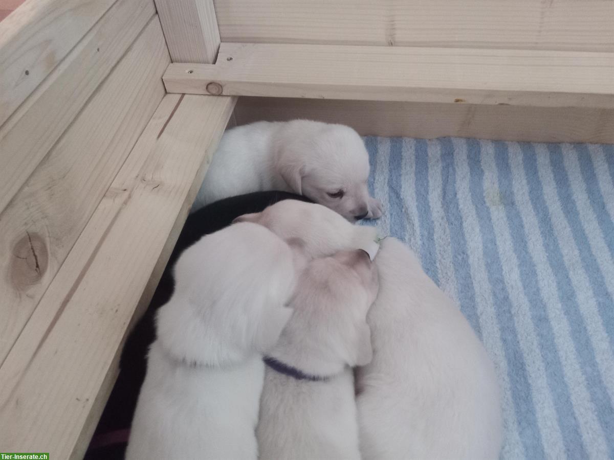 Bild 6: Labrador Retriever Welpen, weiss und schwarz