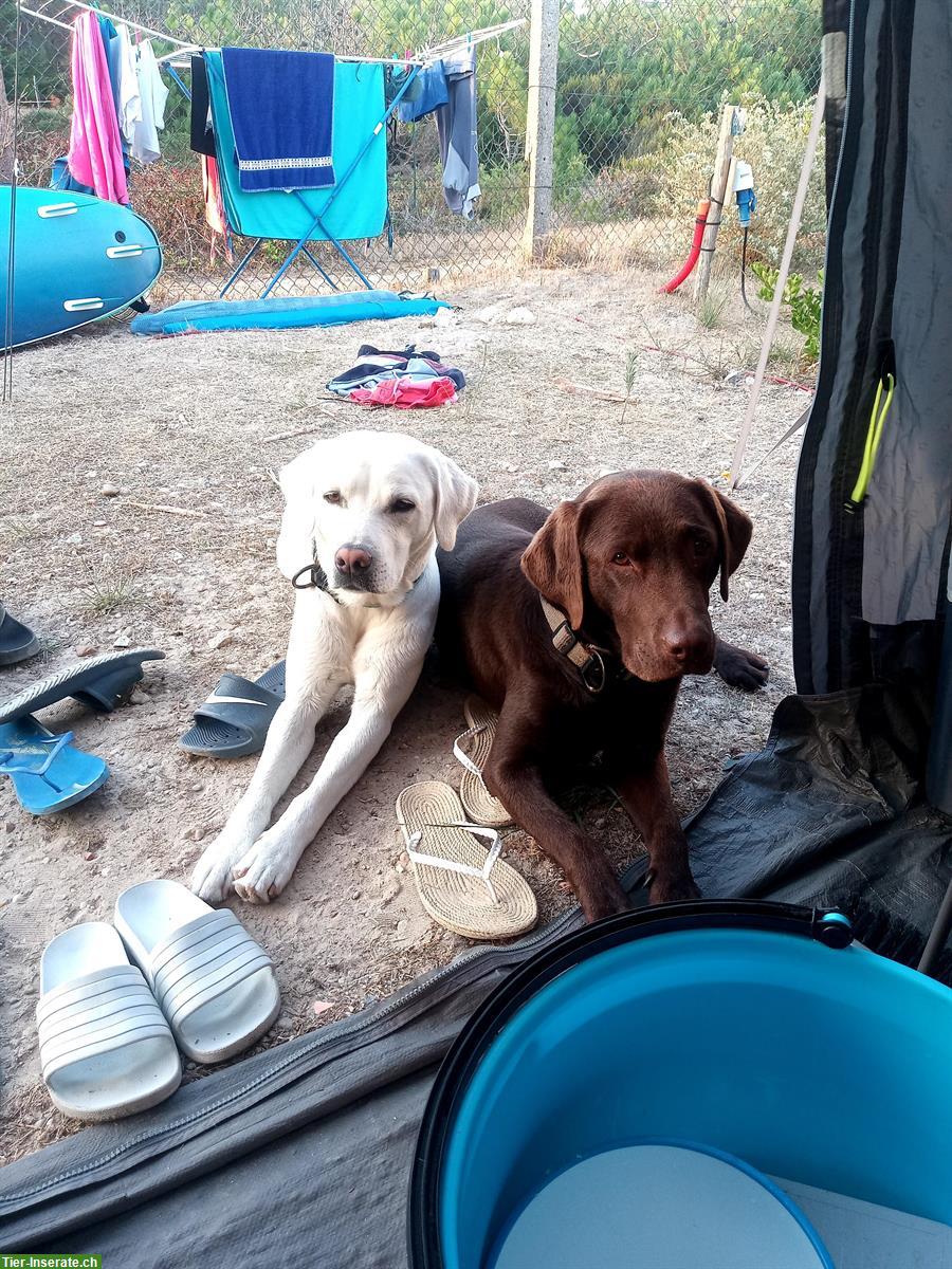 Bild 8: Labrador Retriever Welpen, weiss und schwarz