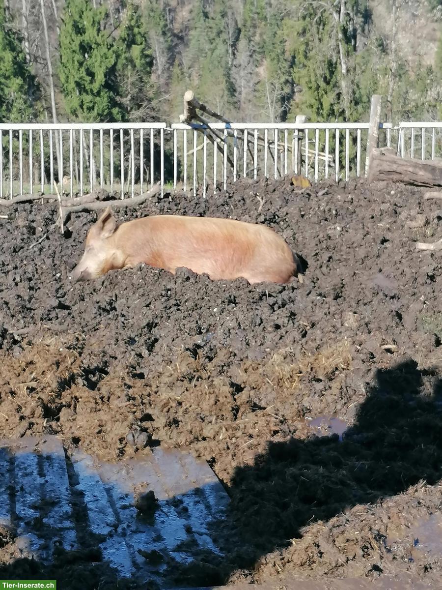 Duroc Schweine zu verkaufen