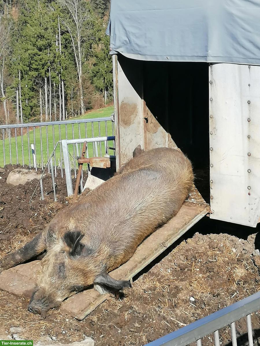 Bild 2: Duroc Schweine zu verkaufen