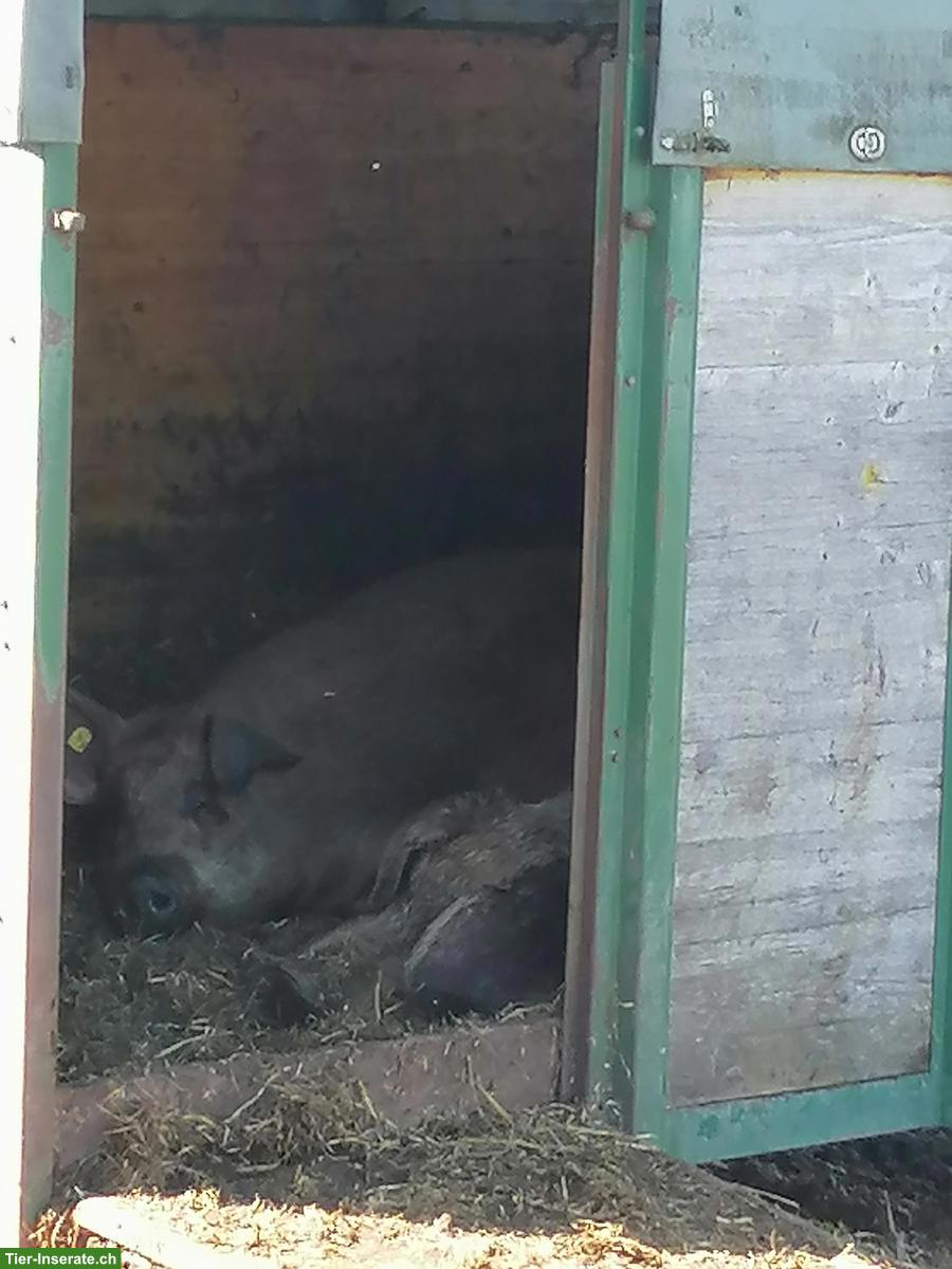 Bild 3: Duroc Schweine zu verkaufen