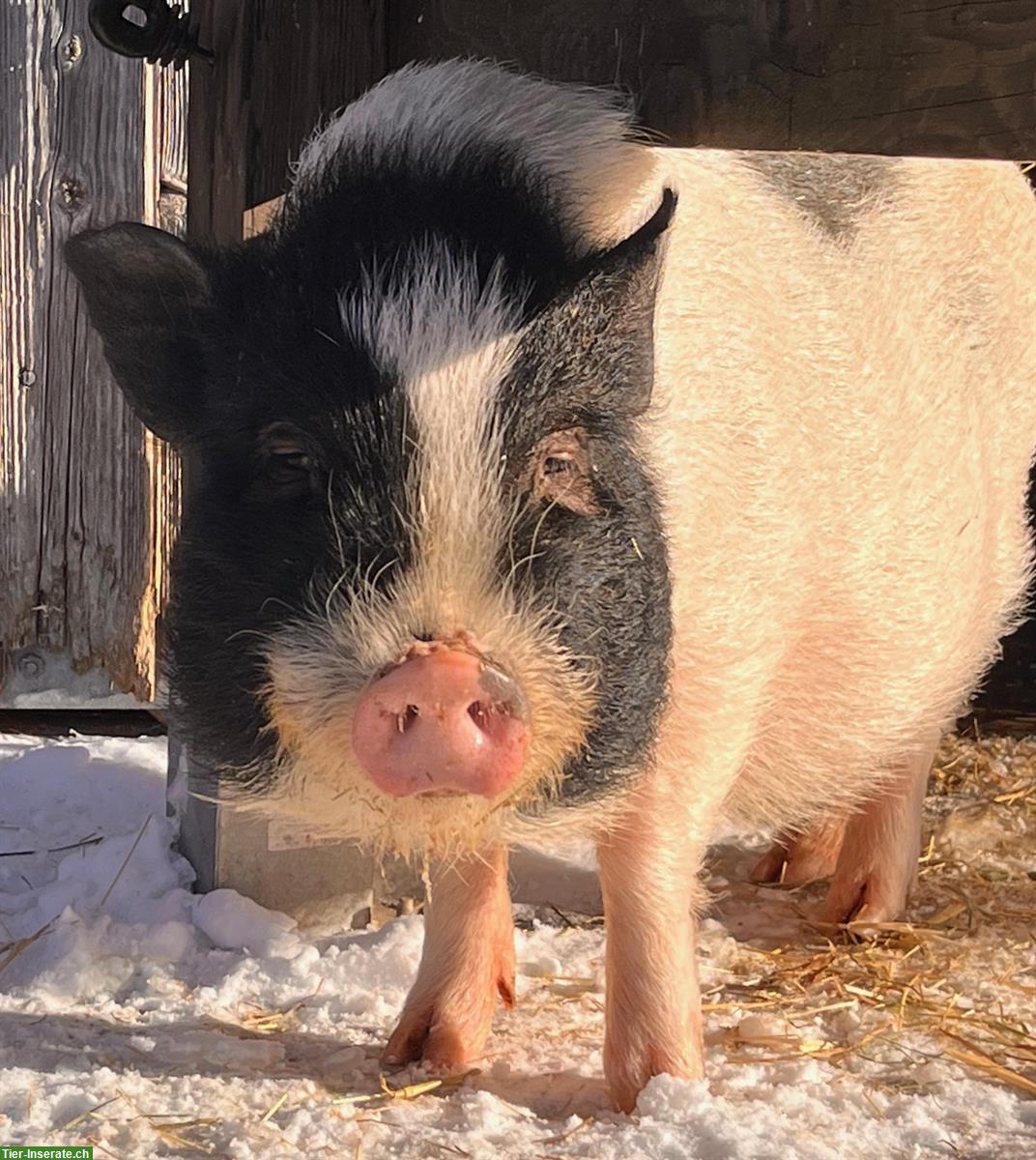 Mini-Schwein sucht neues Zuhause mit Anschluss
