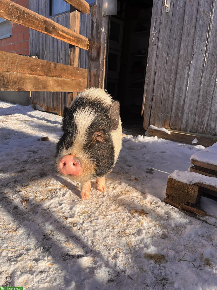 Bild 2: Mini-Schwein sucht neues Zuhause mit Anschluss
