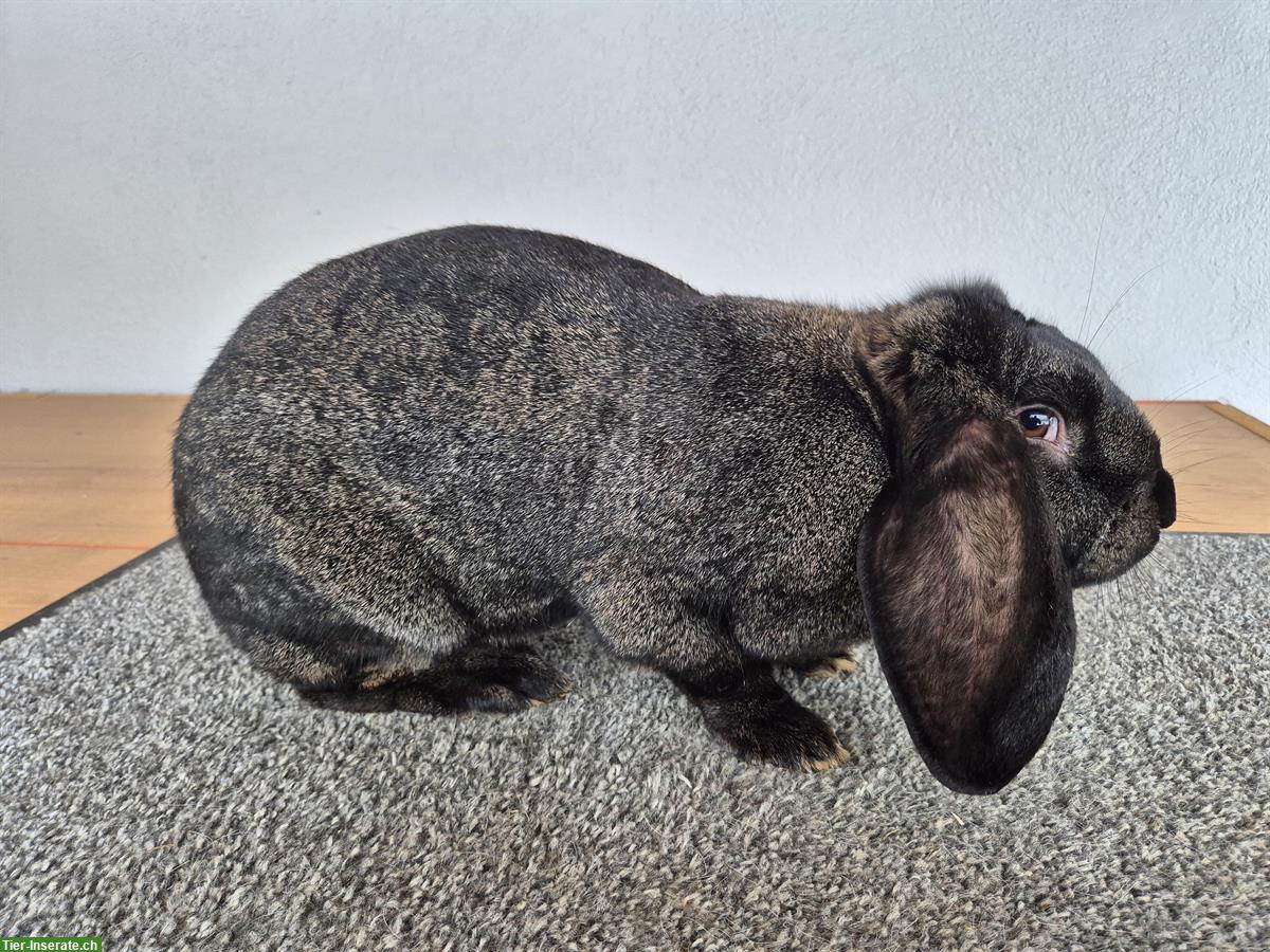 Französischer Widder Zibbe, eisengrau