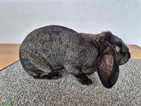 Französischer Widder Zibbe, eisengrau