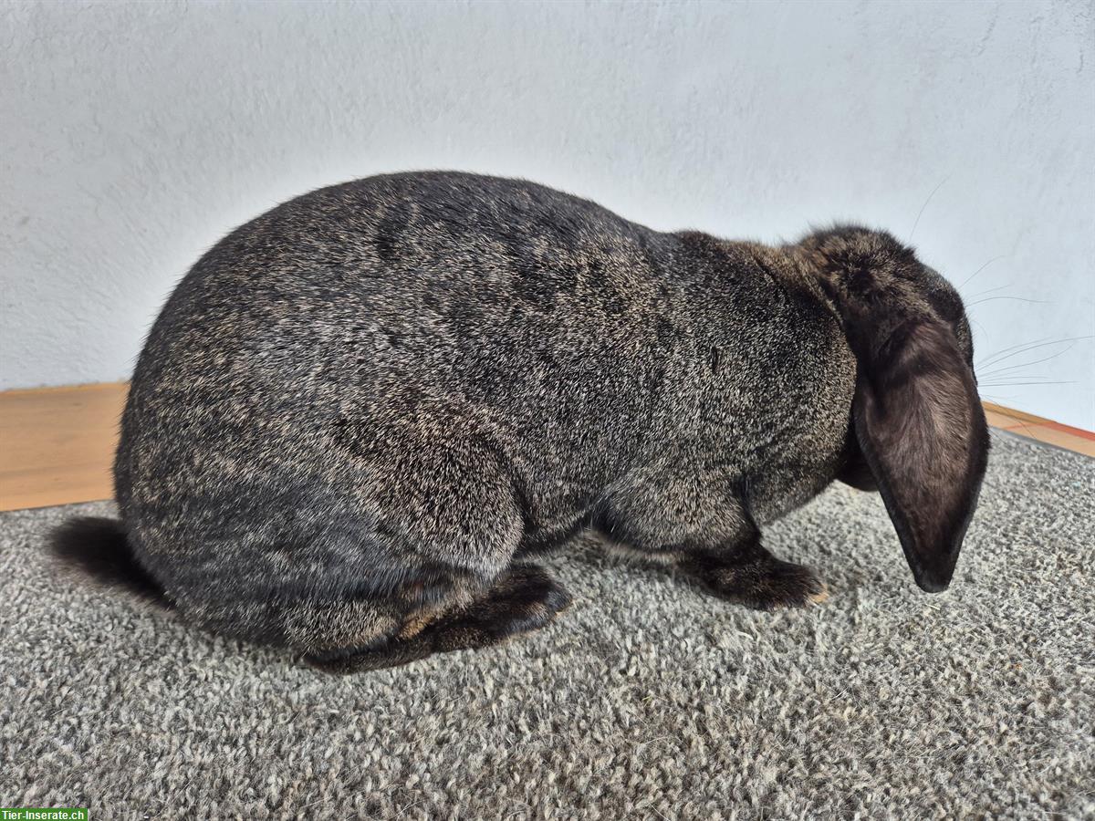 Bild 2: Französischer Widder Zibbe, eisengrau