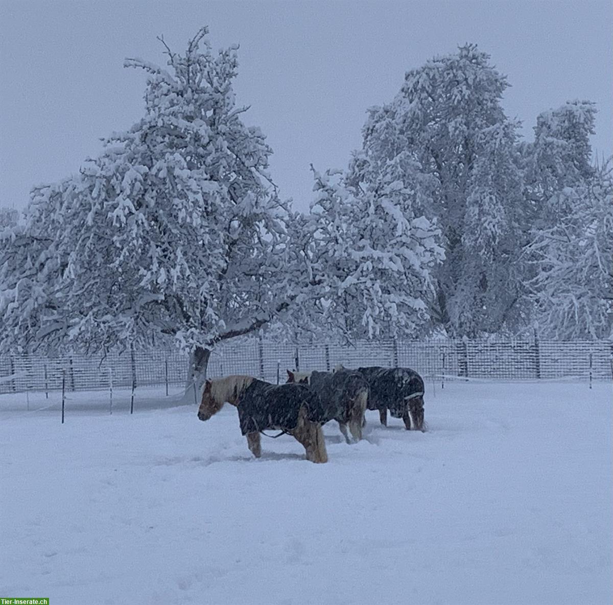 2 freie Plätze in 4er Gruppe Aktivstall, Büttikon AG