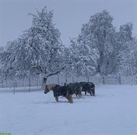 2 freie Plätze in 4er Gruppe Aktivstall, Büttikon AG