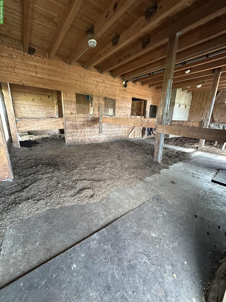 Bild 2: 2 freie Plätze in 4er Gruppe Aktivstall, Büttikon AG