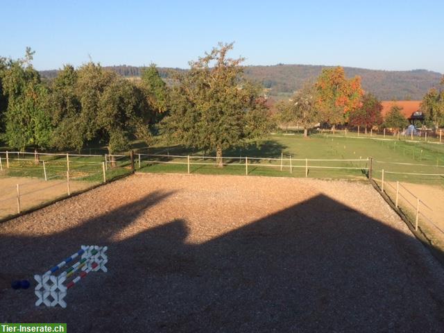 Bild 3: 2 freie Plätze in 4er Gruppe Aktivstall, Büttikon AG