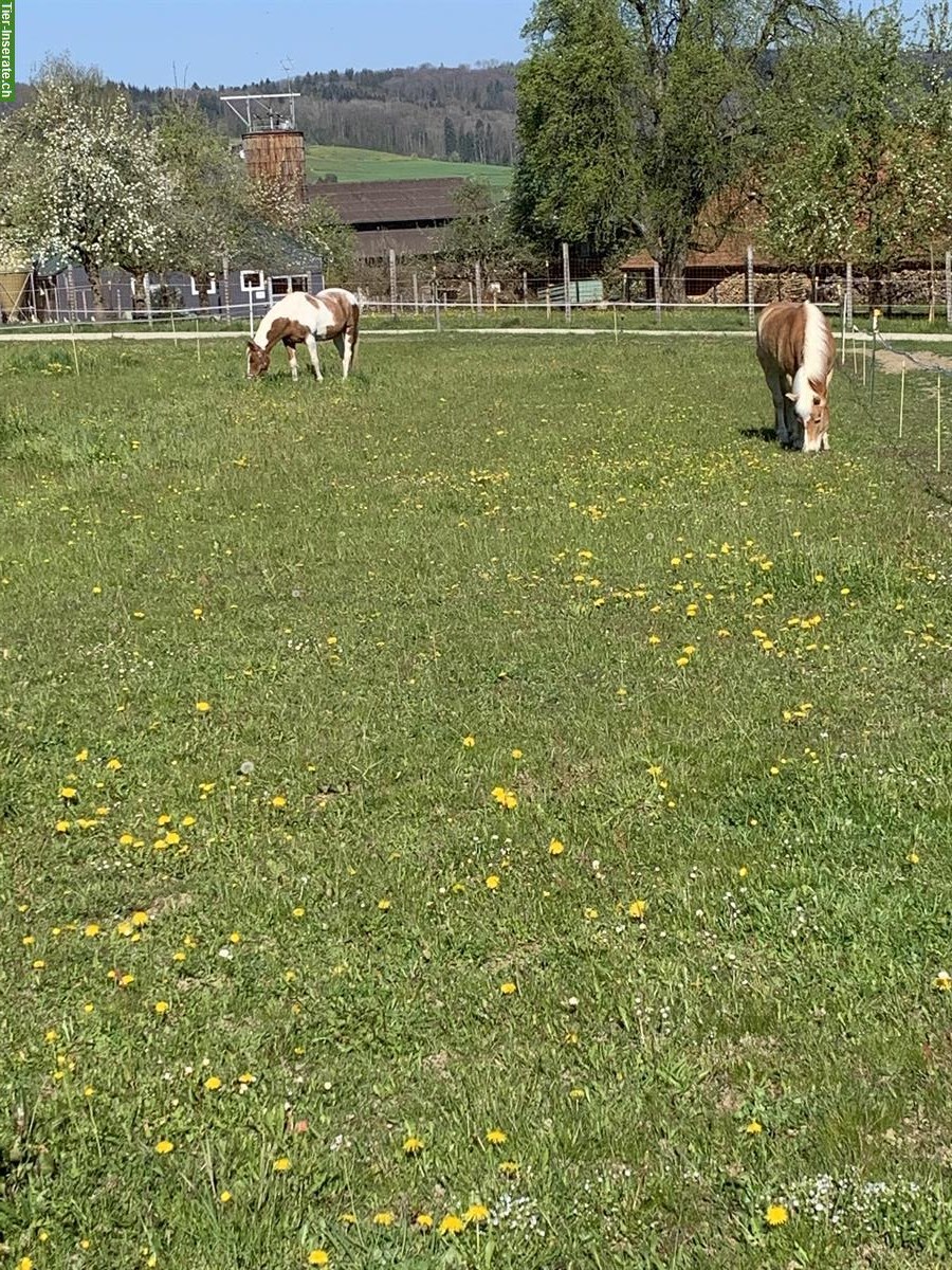Bild 5: 2 freie Plätze in 4er Gruppe Aktivstall, Büttikon AG