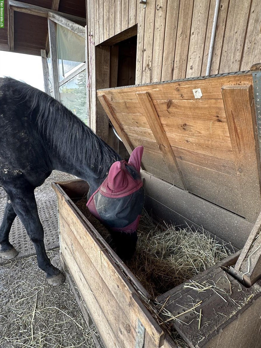 Bild 6: 2 freie Plätze in 4er Gruppe Aktivstall, Büttikon AG