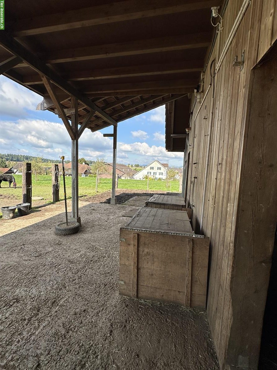 Bild 8: 2 freie Plätze in 4er Gruppe Aktivstall, Büttikon AG